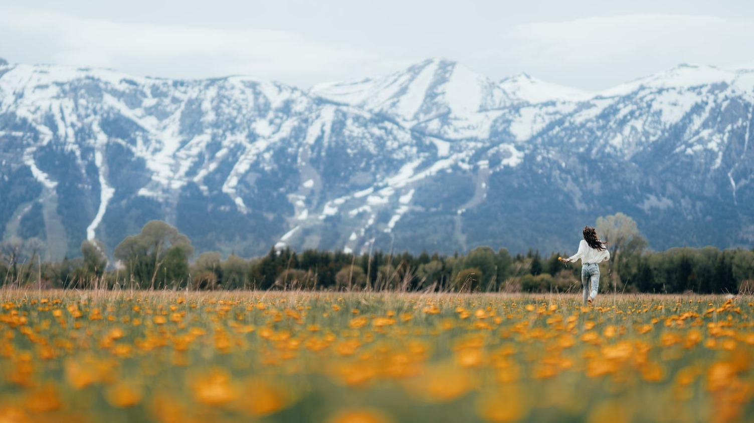 https://www.pexels.com/photo/yellow-flower-field-near-snow-covered-mountain-3889990/