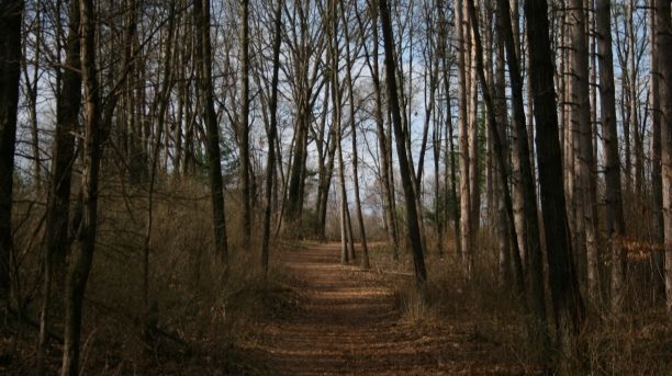 Documenting a walk through two separate parks along with the fungal and wildlife species found along the way