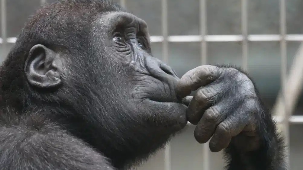 Deep thinking