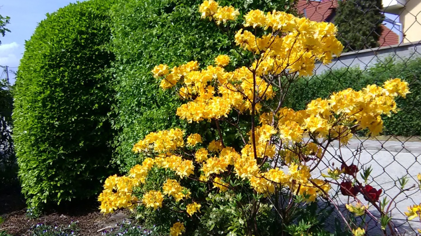yellow fragrant Azalea Knapp Hill seedling