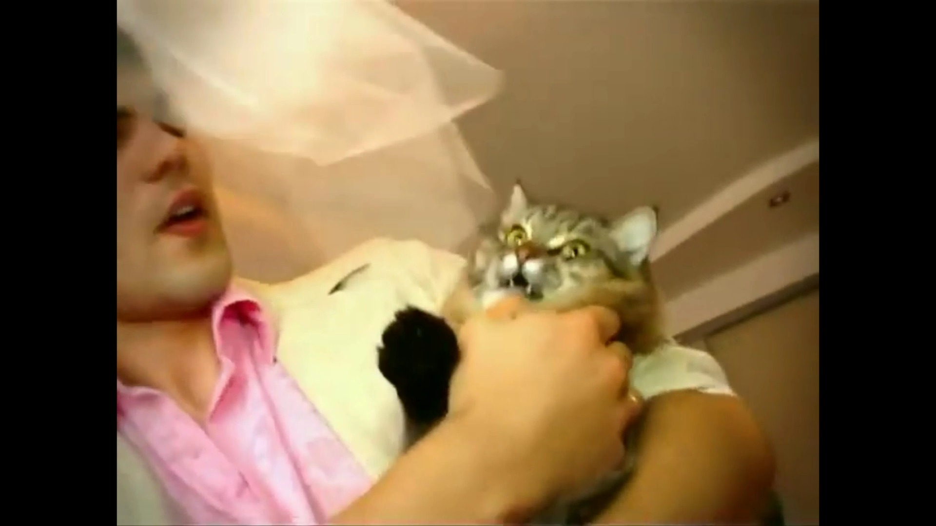 Wedding, Cat, Humor