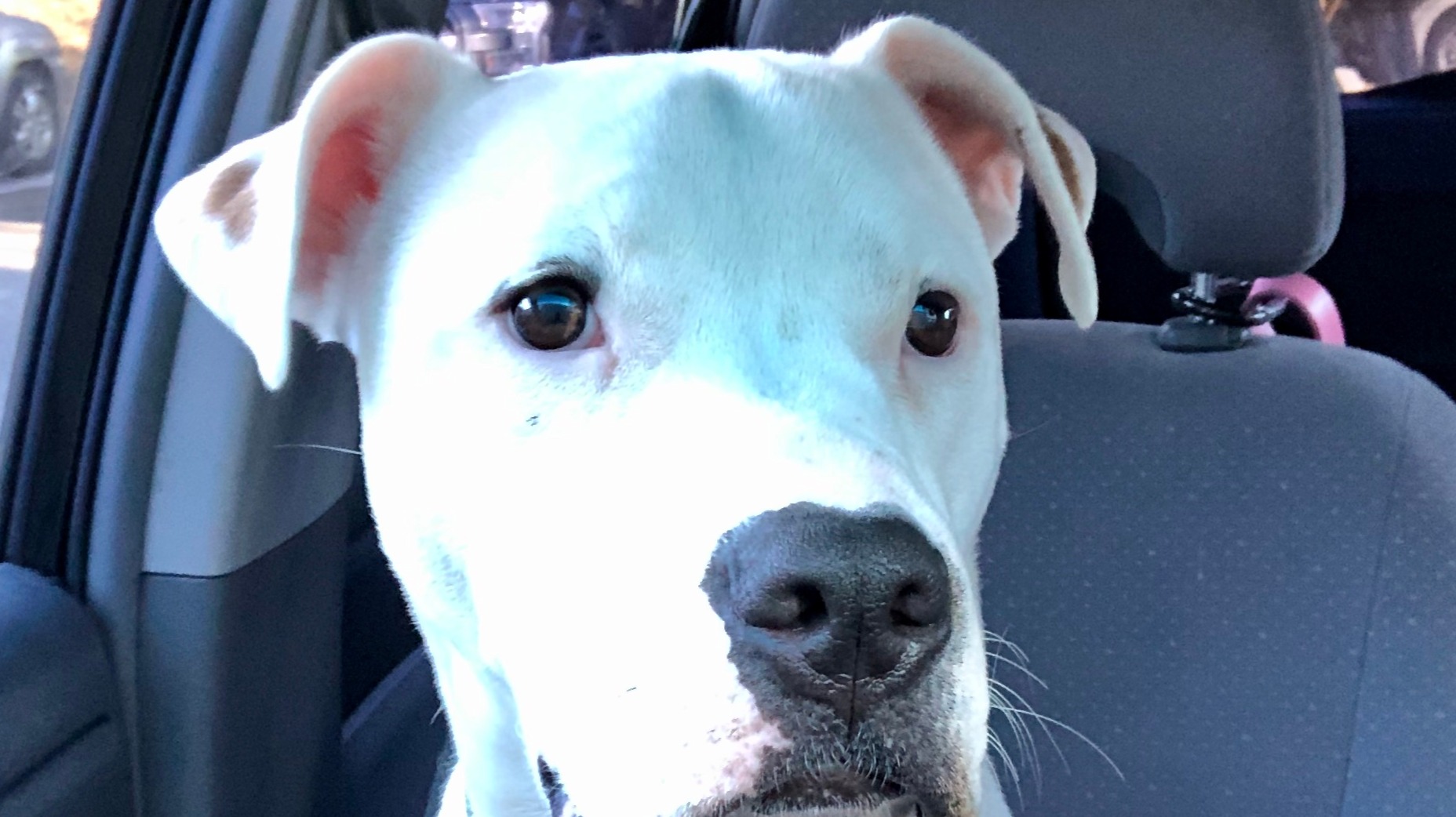 Tommy Pickles Displaying Relaxed Behavior in Car