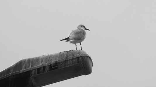 Gull