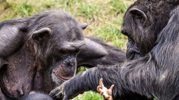 Chimps with infants