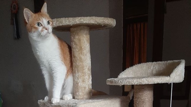 A cool piece of cat furniture that's enriched my cats' life - Skatrs Cat Tree