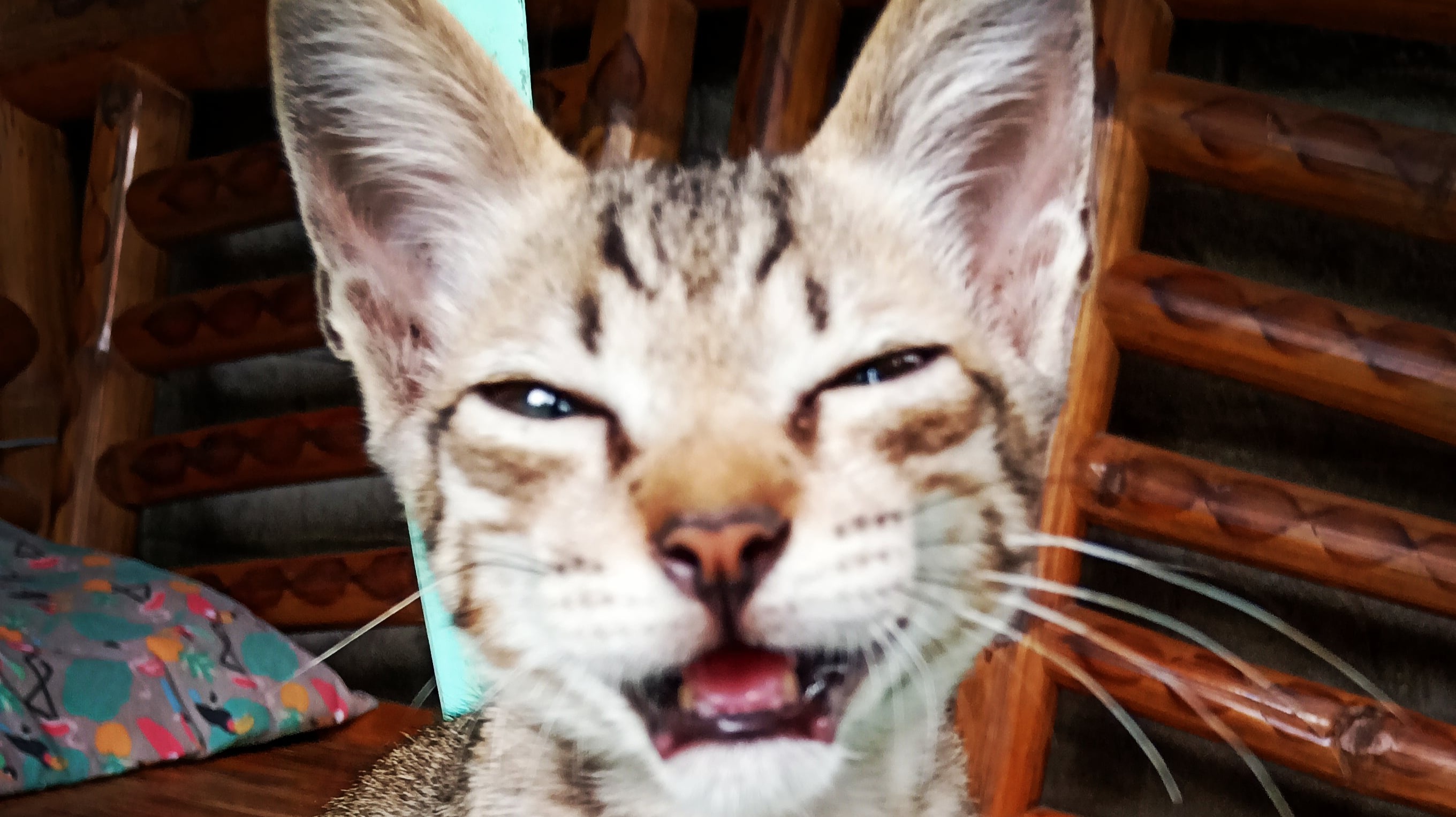It's my cat