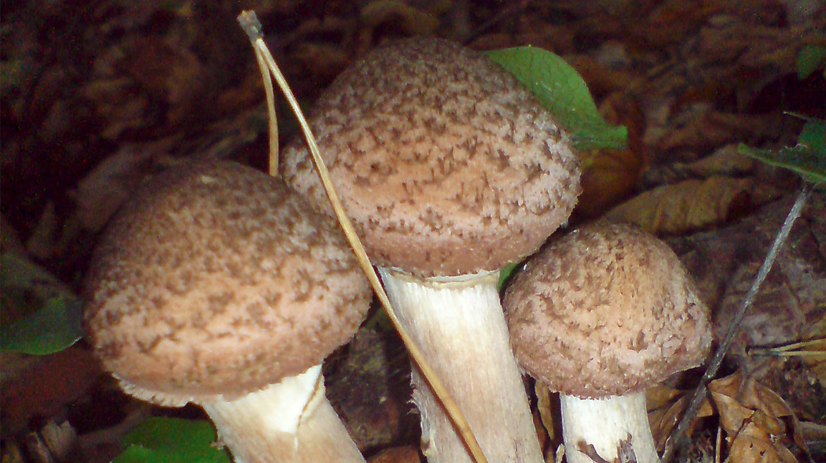 Mushrooms occurring in Europe - Armillaria mellea