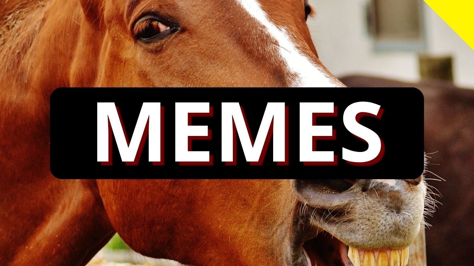 The Age of Memes +GIFs!