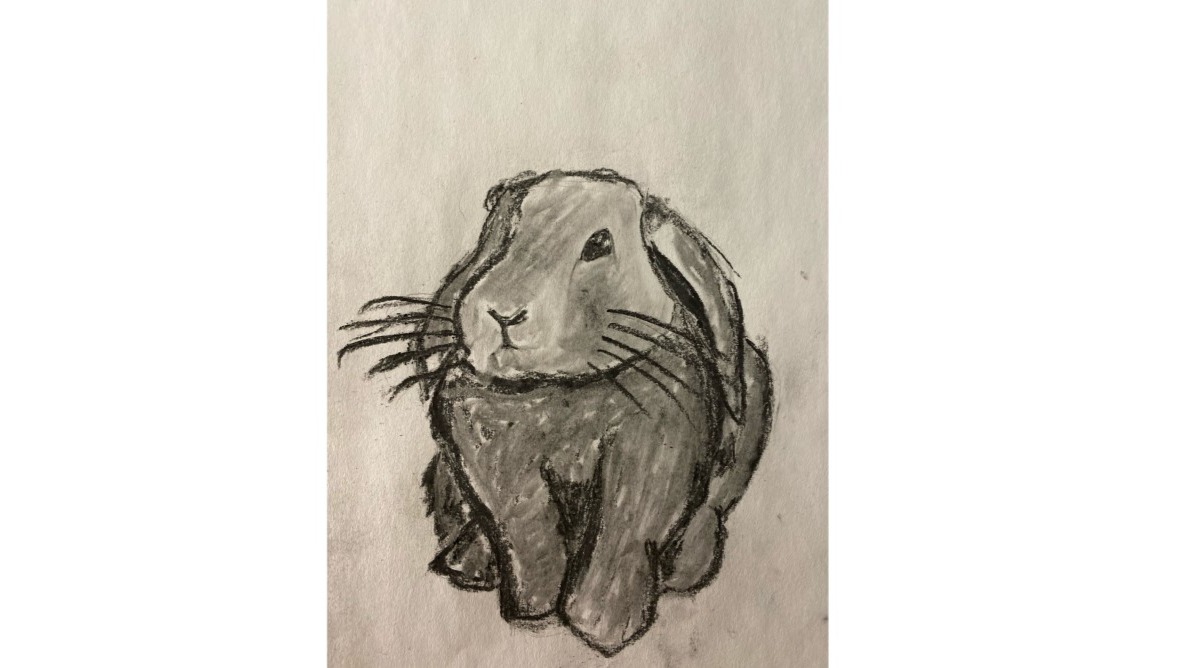 Bunny - Charcoal drawing