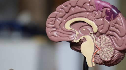 a 3D diagram of a brain