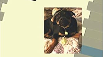 Max my mini rottweiler ( yes it is a real breed )