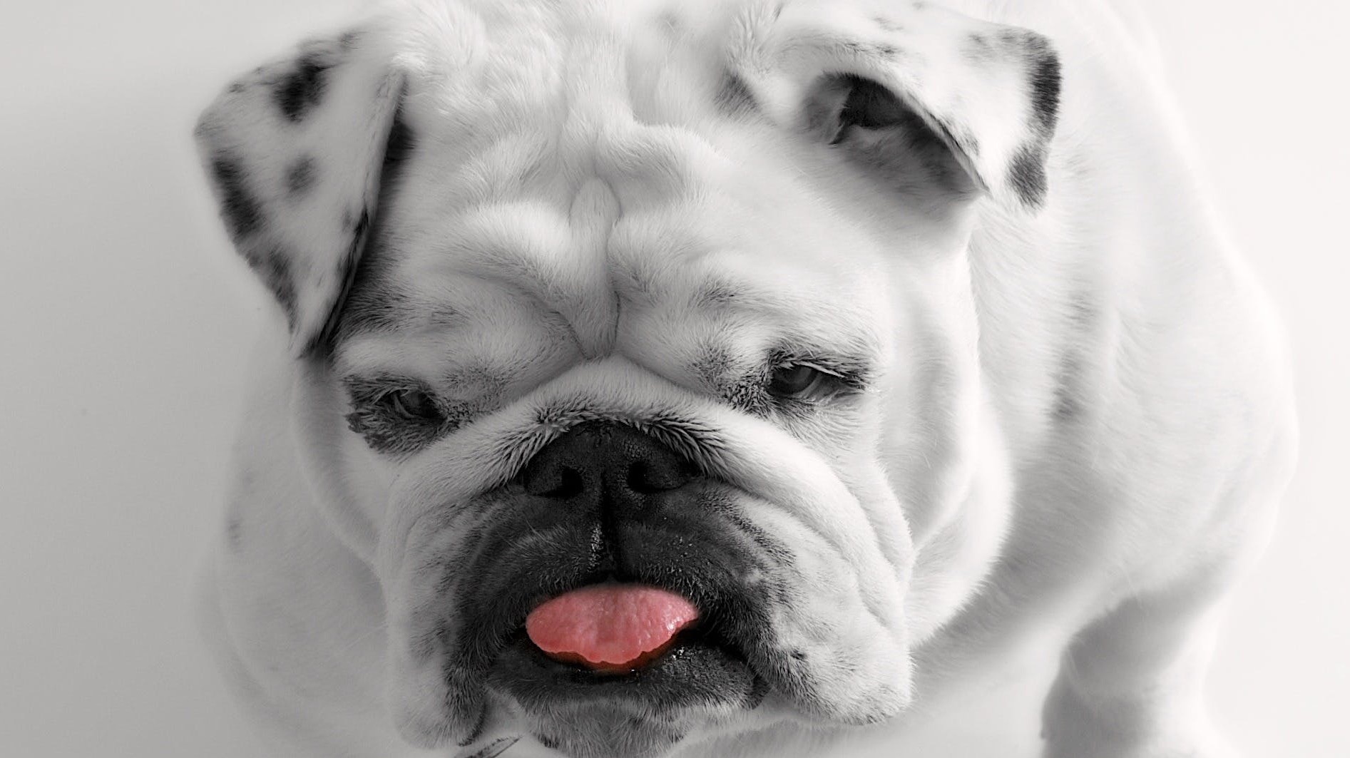 Bulldog