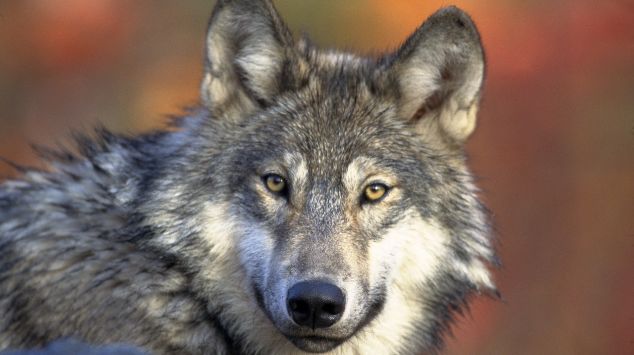 Wolf with longing expression