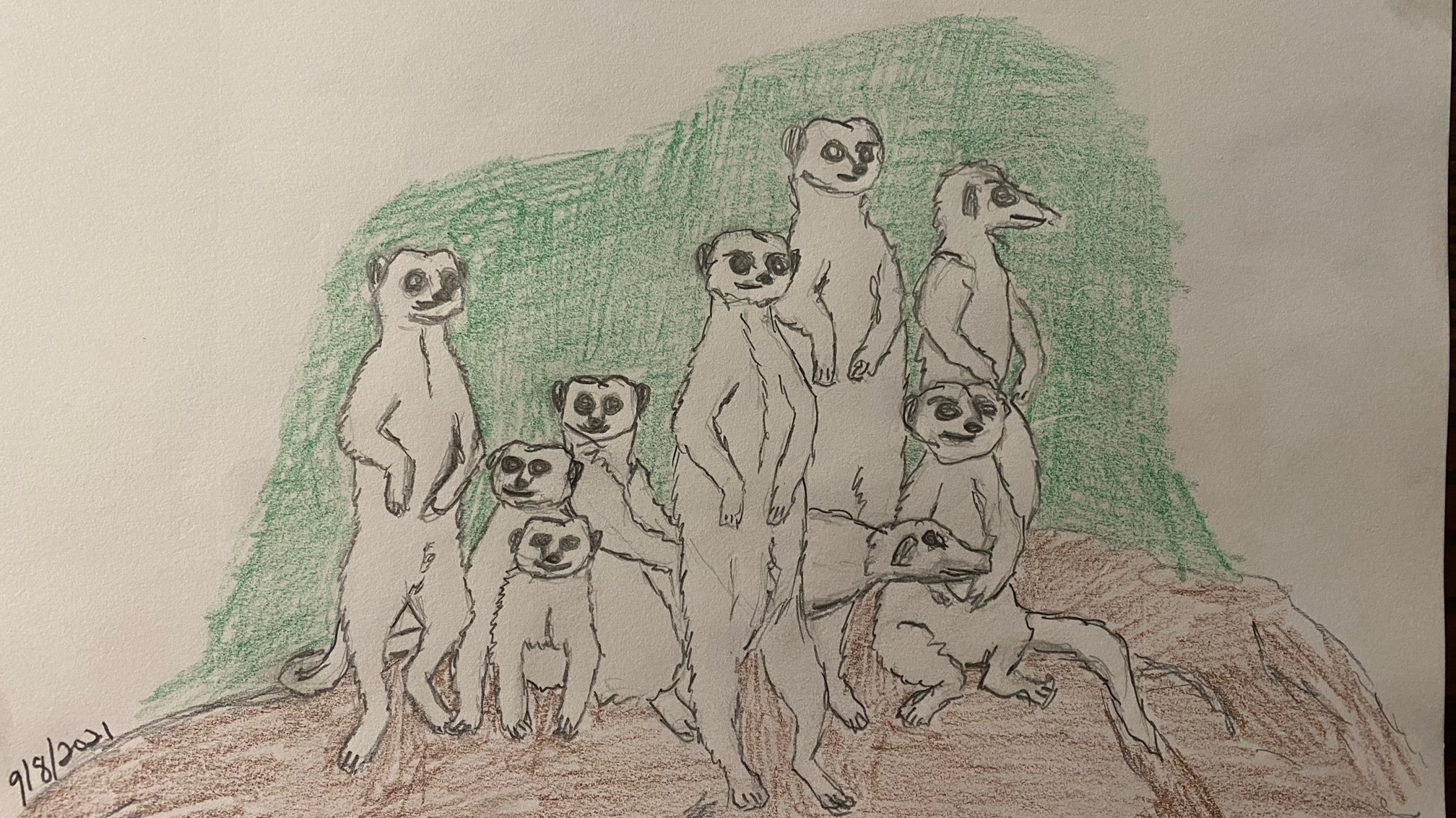 Several meerkats posing on a rock - pencil and colored pencil