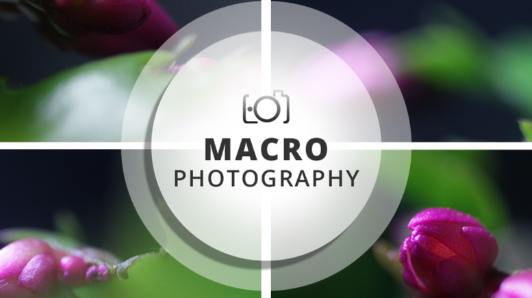 Macro Photography Session | Purple contrasts