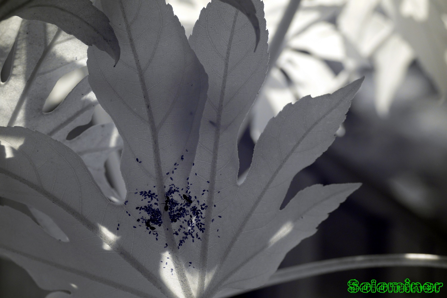 Ultraviolet and Infrared Photography Ants and Aphids on Japanese Aralia