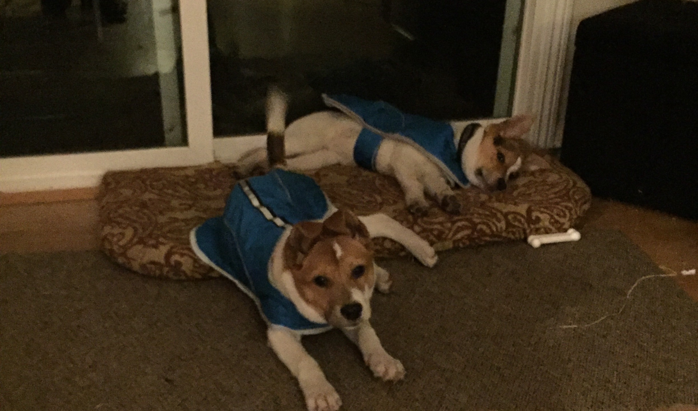 When the pups first got raincoats.