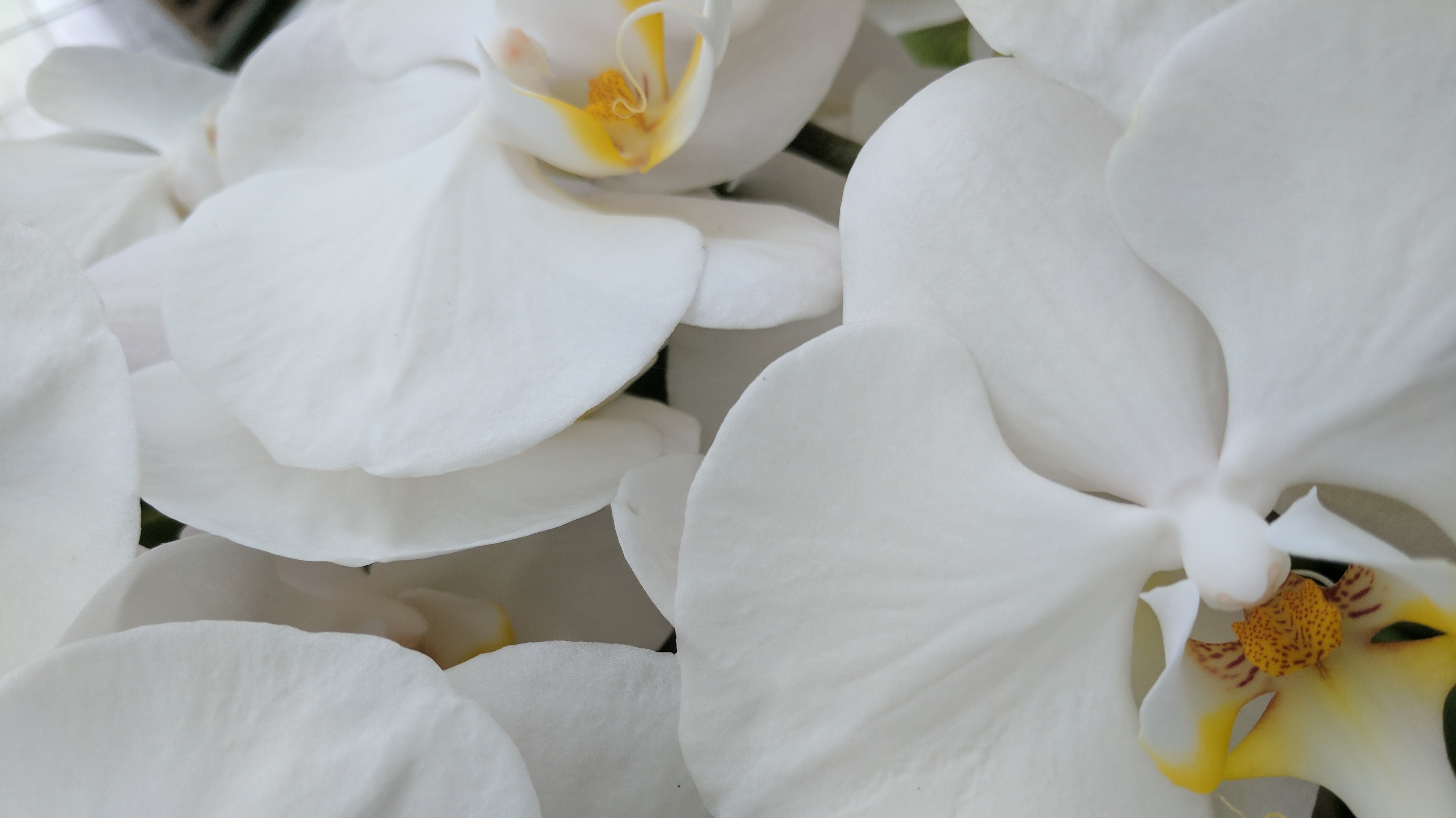 White Orchids