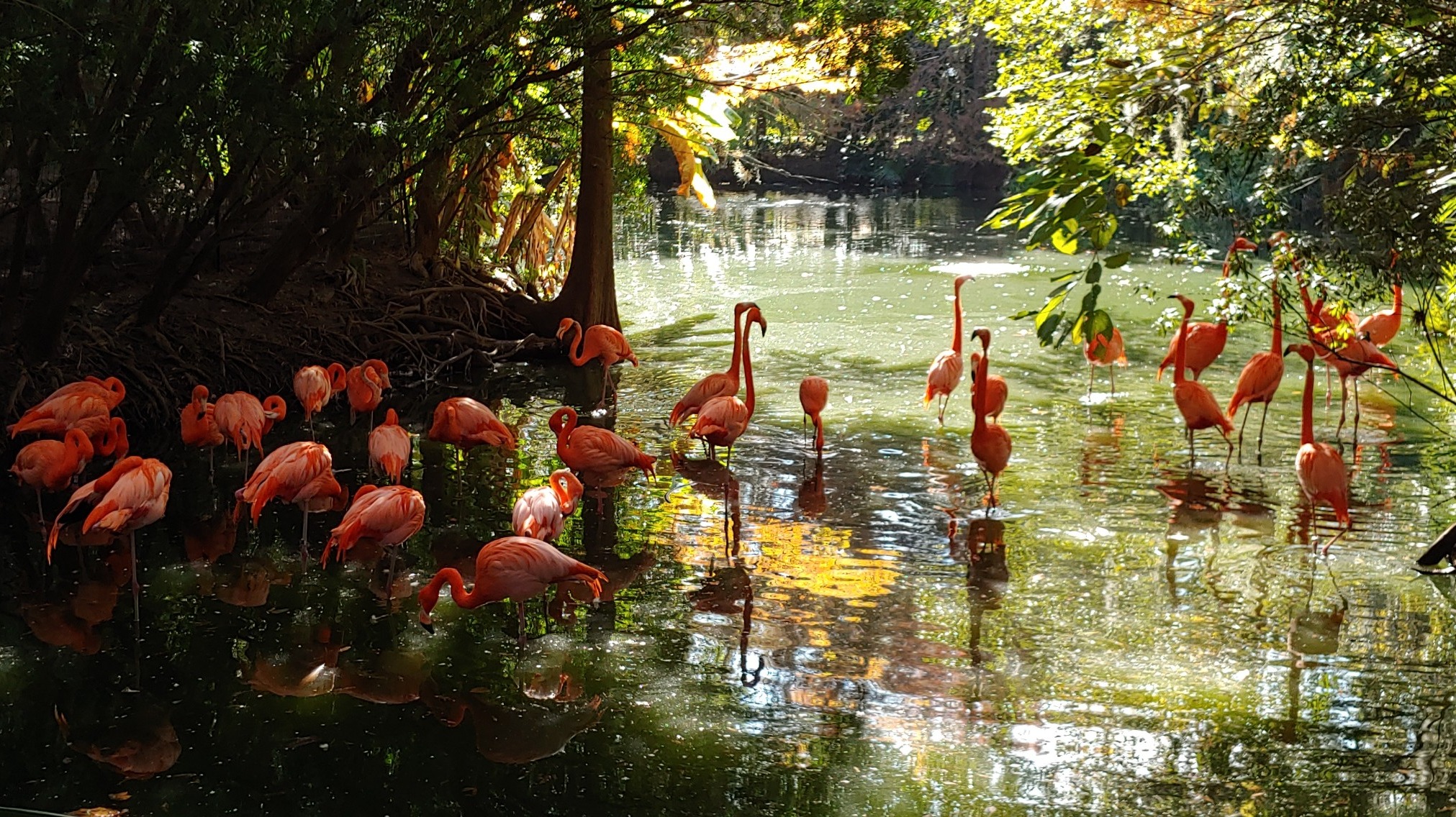 Flamingos 1