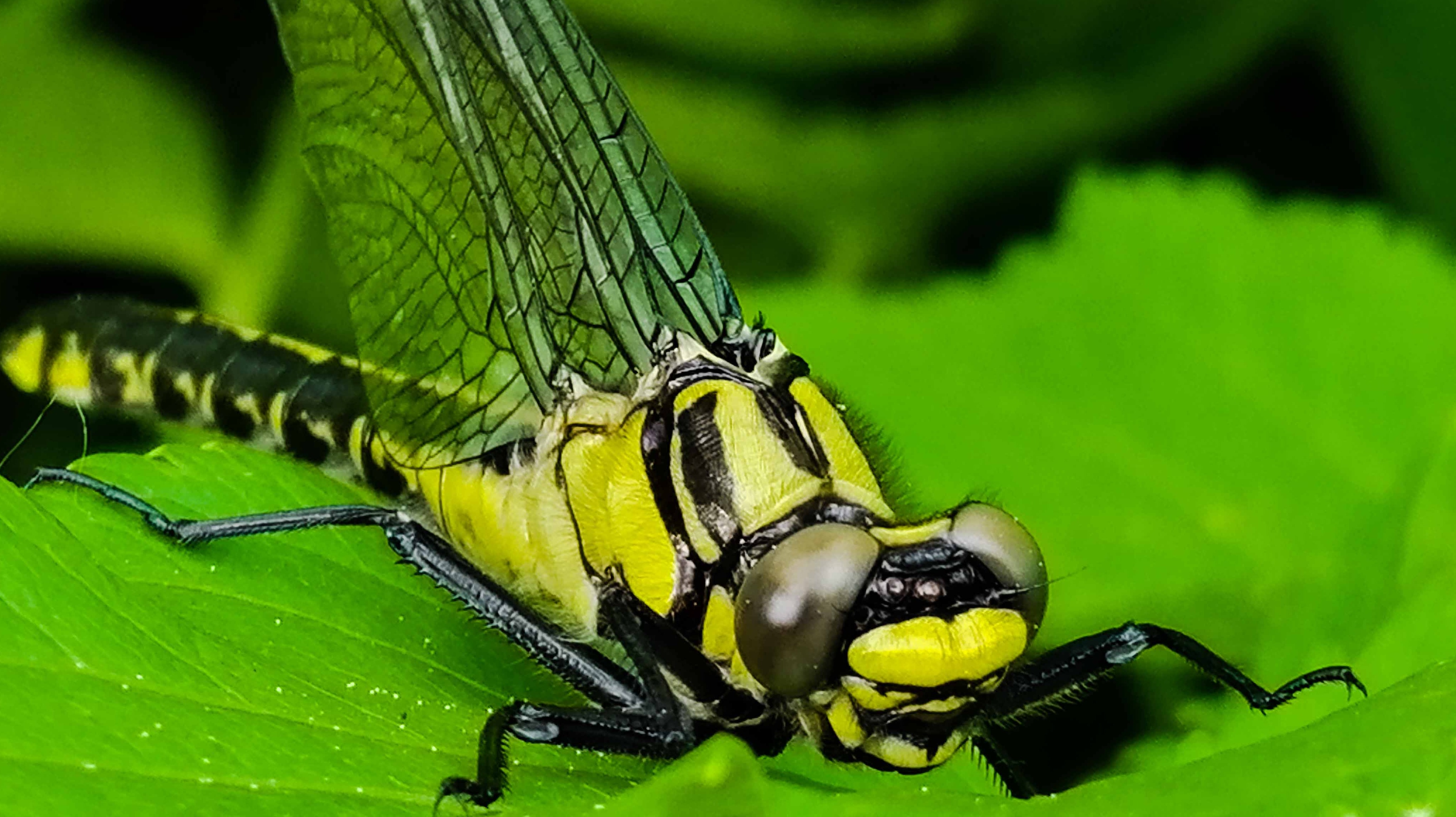 Dragonfly macro