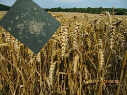 Zinc in wheat