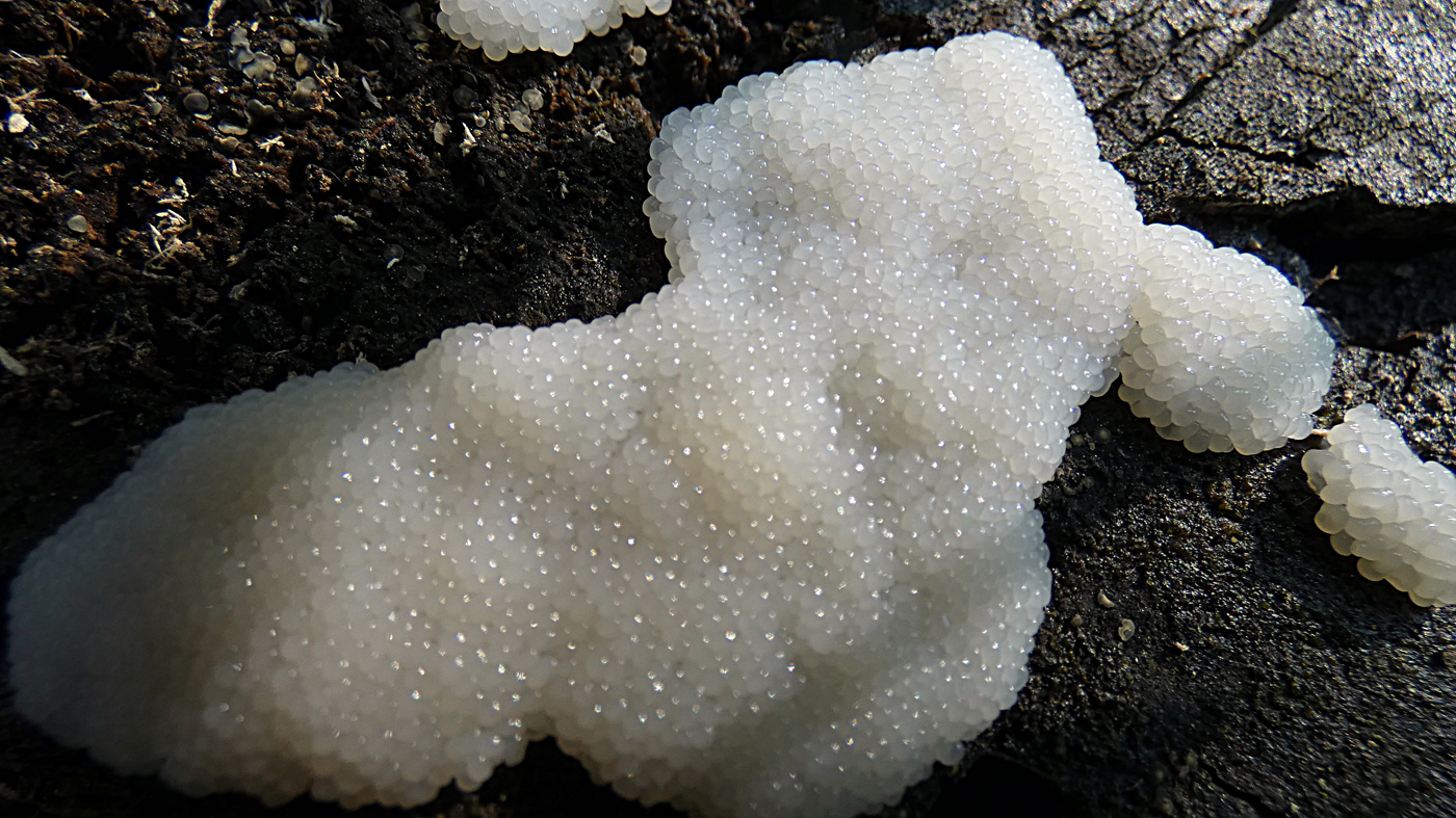 Mushrooms occurring in Europe Slimes (Myxomycota, Mycetozoa)