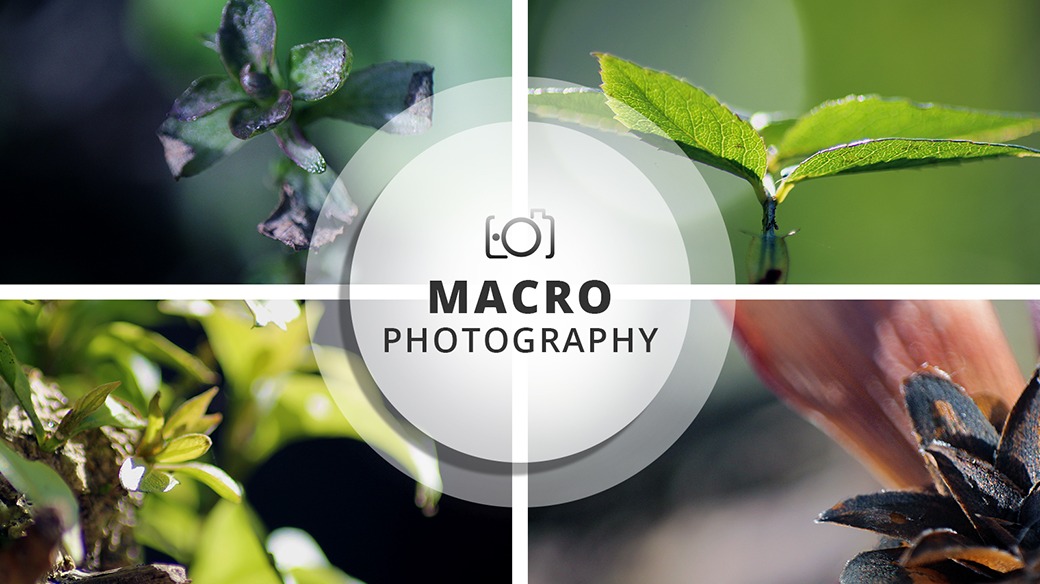 Macro Photography Session | Random native subjects