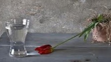 dying rose and glass of water