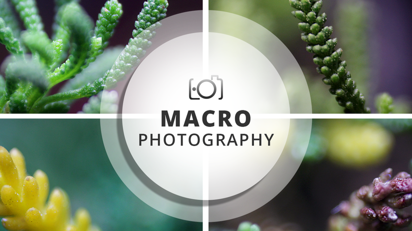 Macro Photography Session | Santolina virens
