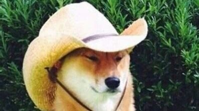 Dogecoin is masquerading as the wild Wild West of cryptocurrencies, non?