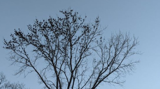 A flock of birds sit on a leafless tree. A blue sky is the backdrop.