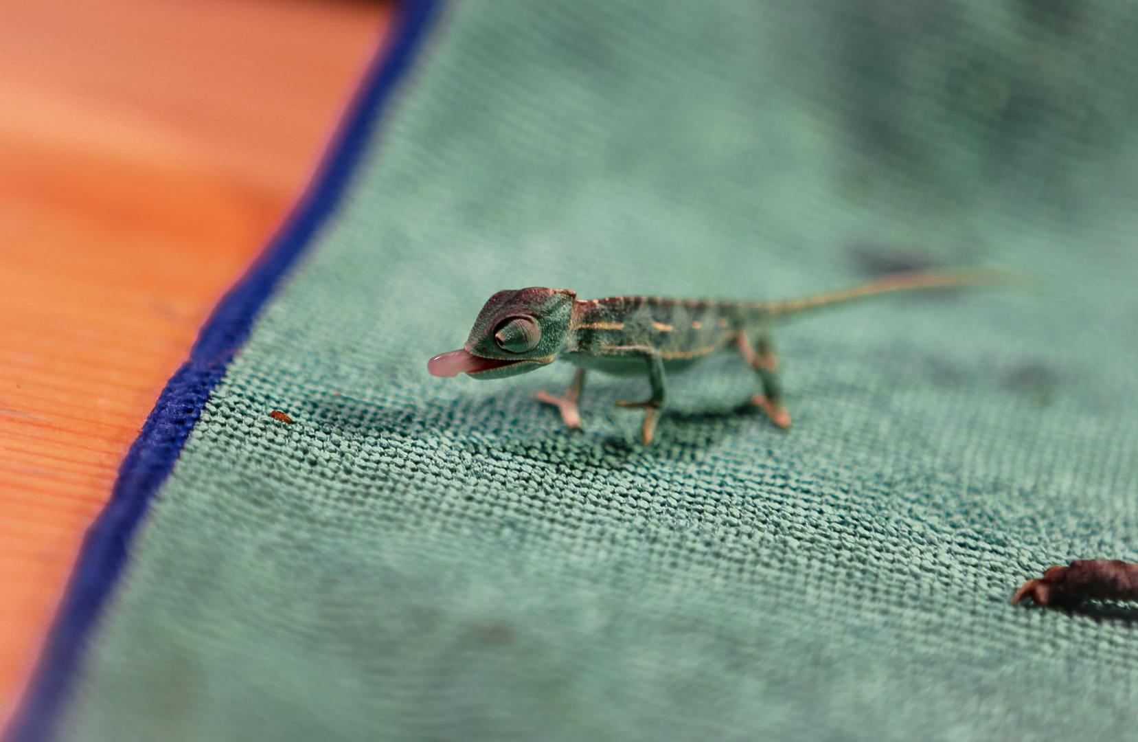 Baby Veiled Chameleon in mid bite Chamaeleo calyptratus