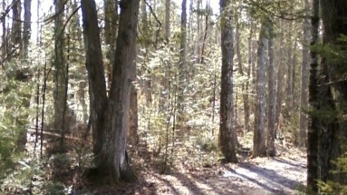 forest
