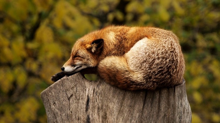 Sleep is essential... a proper rest is important for our brain!