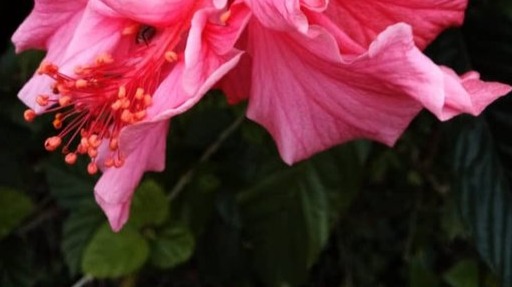 Flor de cayena del Junquito (foto tomada por mí con dispositivo celular)