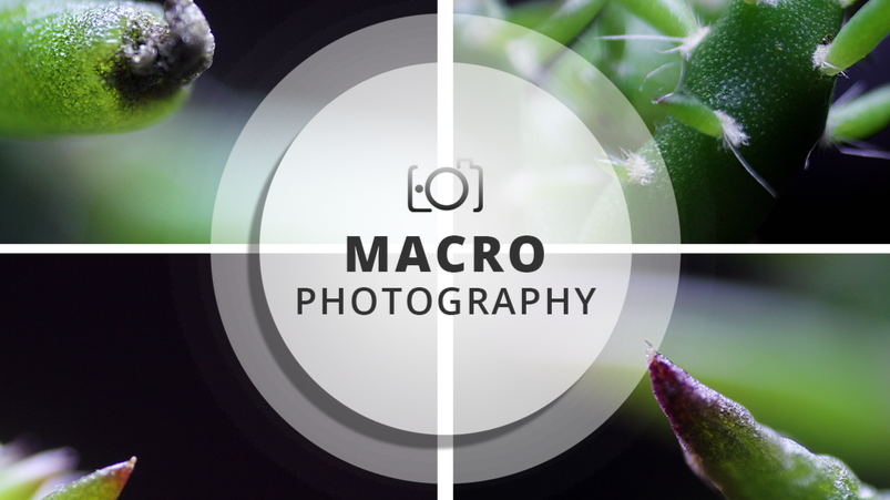 Macro Photography Session | Small twigs in form of tweezers