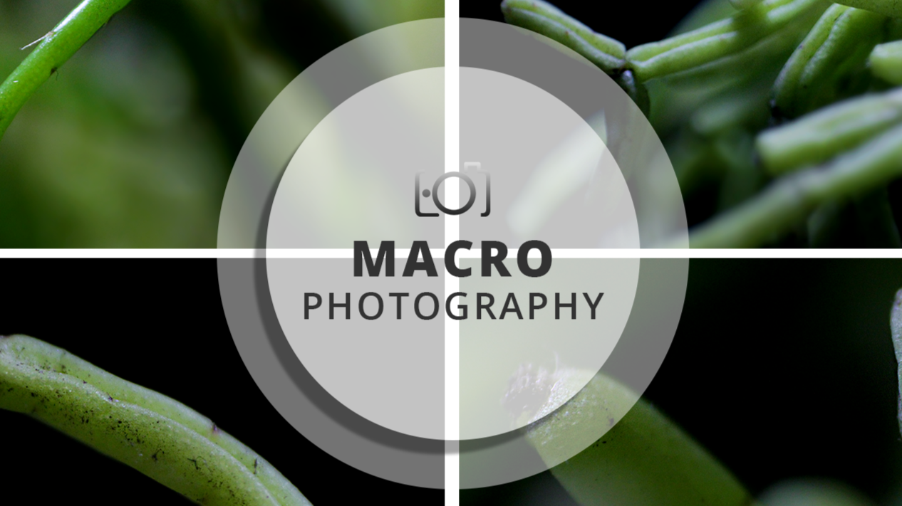 Macro Photography Session | Chain extenders