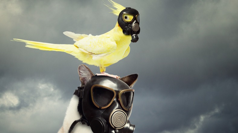 Parrot On A Cat With Gasmasks