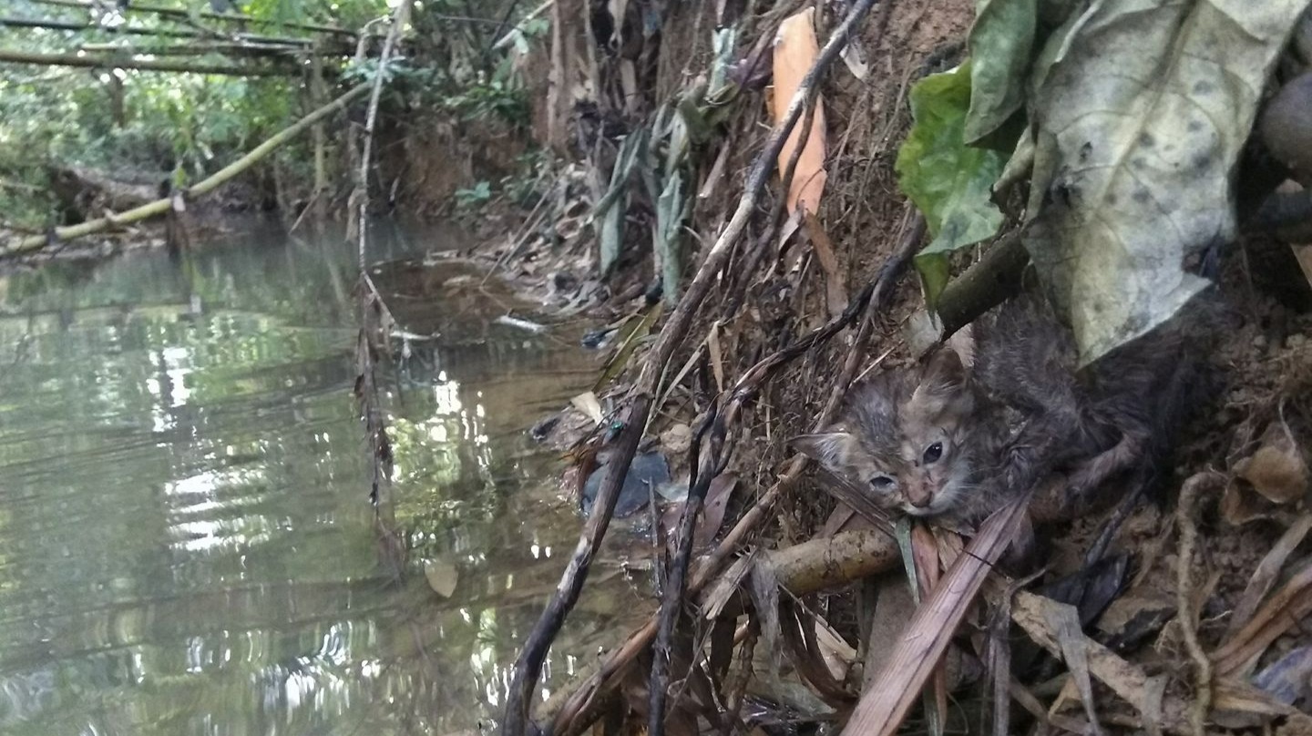 Kitten abandoned by a creek.
