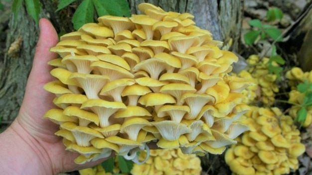Collecting and cooked wild-foraged oyster mushrooms in western Michigan, USA