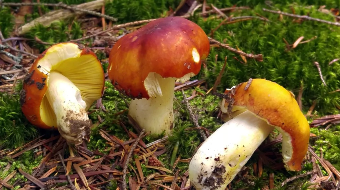 Edible lamellar mushrooms Gilded brittlegill (Russula aurea)