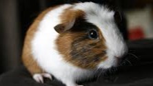 A Guinea Pig