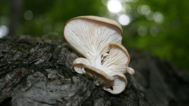 Documenting Fungi found on a walk through the woods of western Michigan, USA