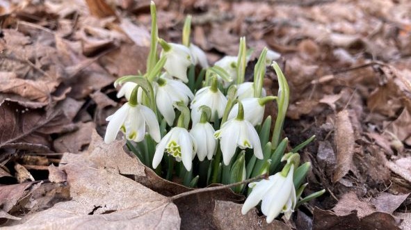 Documenting my first walk of spring in the woods of western Michigan, USA