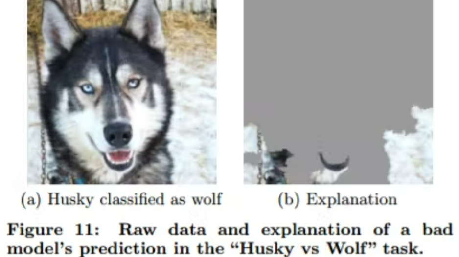 How an AI determined if a canine is a Husky or wolf (Copyright Hackernoon; see resource links)