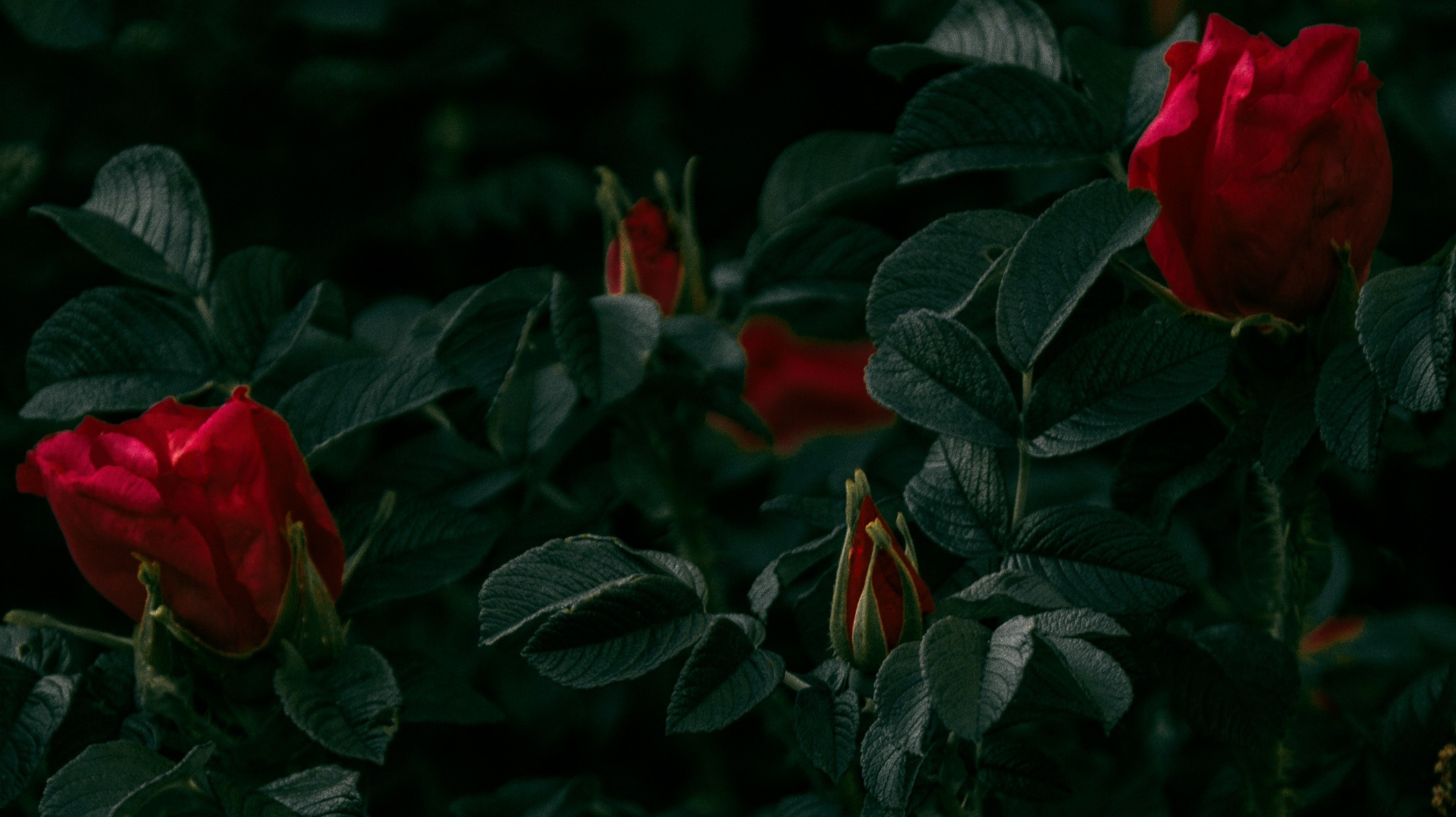 Roses
