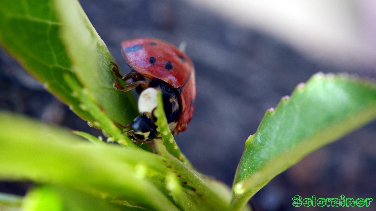 Lady Bug walking around on Peach tree leaves