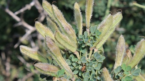 Newly discovered plant