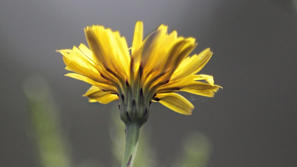 Trip #3 Through Macro World - S.Justa Valongo | Portugal