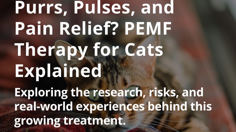 Purrs, Pulses, and Pain Relief? PEMF Therapy for Cats Explained